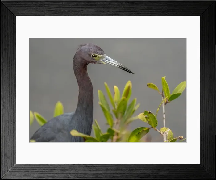 Framed Print : Little Blue Heron, Merritt Island National Wildlife Refuge, Florida Framed Print : Little Blue Heron, Merritt Island National Wildlife Refuge, Florida