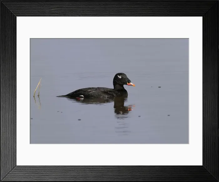 Framed Print : Adult male White-winged Scoter (Melanitta deglandi) on water Framed Print : Adult male White-winged Scoter (Melanitta deglandi) on water