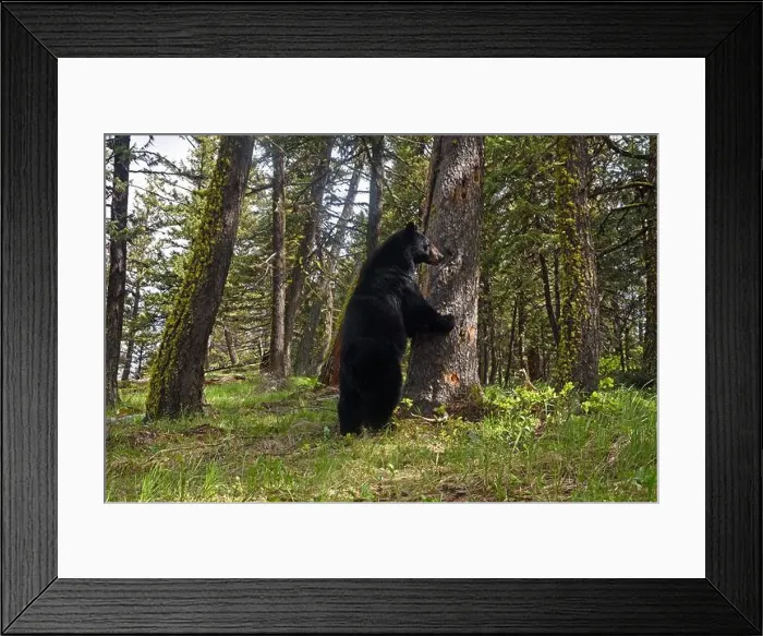 Framed Print : Black bear (Ursus americanus) in a Douglas Fir forest Framed Print : Black bear (Ursus americanus) in a Douglas Fir forest