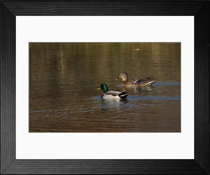 Framed Print : A pair of Mallard ducks feeding in a small pond in southwestern Wisconsin in late October Framed Print : A pair of Mallard ducks feeding in a small pond in southwestern Wisconsin in late October