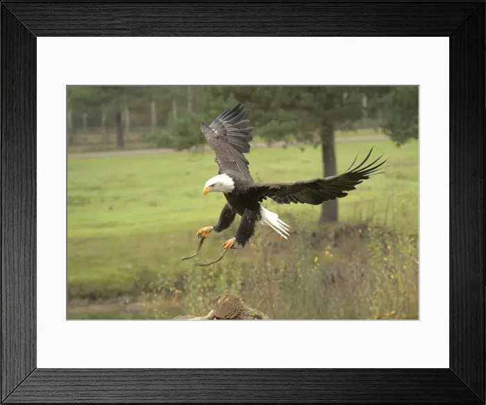 Framed Print : Majestic American Bald Eagle Portrait in the Wild Framed Print : Majestic American Bald Eagle Portrait in the Wild