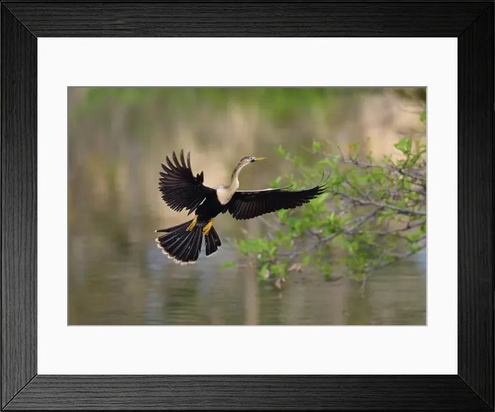 Framed Print : American Darter (Anhinga anhinga) Framed Print : American Darter (Anhinga anhinga)