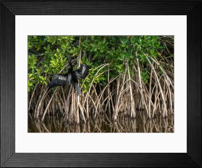 Framed Print : Anhinga, Merritt Island National Wildlife Refuge, Florida Framed Print : Anhinga, Merritt Island National Wildlife Refuge, Florida