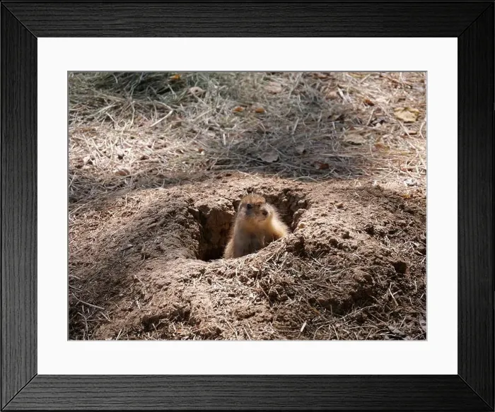 Framed Print : Curious North American Prairie Dog Popping Up from its Hole Framed Print : Curious North American Prairie Dog Popping Up from its Hole