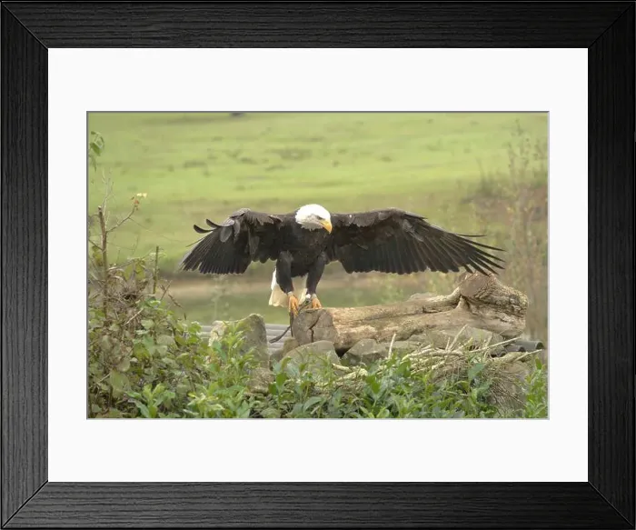 Framed Print : Majestic American Bald Eagle Portrait in the Wild Framed Print : Majestic American Bald Eagle Portrait in the Wild