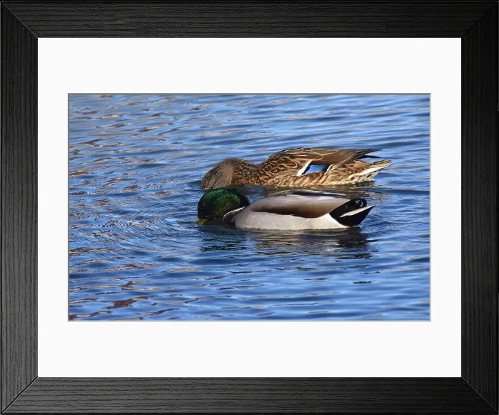 Framed Print : A pair of Mallard ducks feeding in a small pond in southwestern Wisconsin in late October Framed Print : A pair of Mallard ducks feeding in a small pond in southwestern Wisconsin in late October