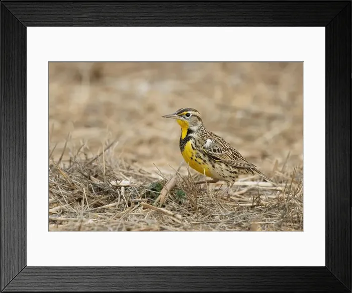 Framed Print : Western Meadowlark (Sturnella neglecta) Glenn County California Framed Print : Western Meadowlark (Sturnella neglecta) Glenn County California