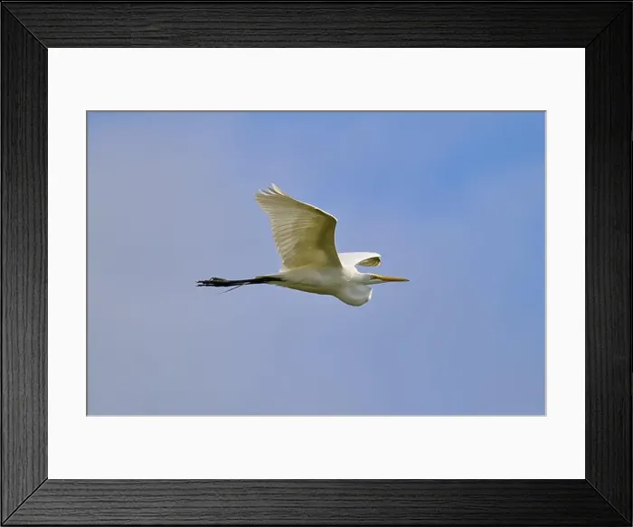 Framed Print : Great Egret (Egretta alba), flying through the air, Black Point Wildlife Drive, Titusville, Florida, USA, North America Framed Print : Great Egret (Egretta alba), flying through the air, Black Point Wildlife Drive, Titusville, Florida, USA, North America