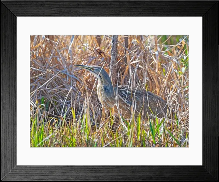 Framed Print : American Bittern Trying Hide in the Reeds in the Okefenokee National Wildlife refuge in Georgia Framed Print : American Bittern Trying Hide in the Reeds in the Okefenokee National Wildlife refuge in Georgia