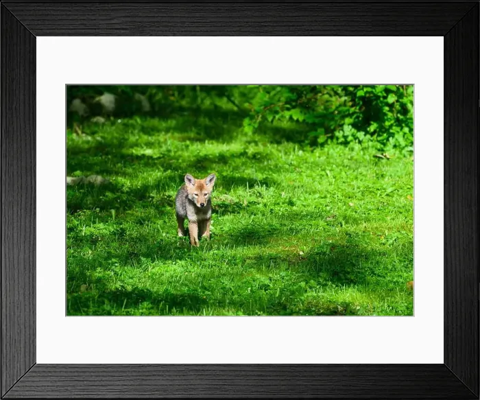 Framed Print : Young coyote pup (Canis latrans) walking across a green meadow in spring Framed Print : Young coyote pup (Canis latrans) walking across a green meadow in spring