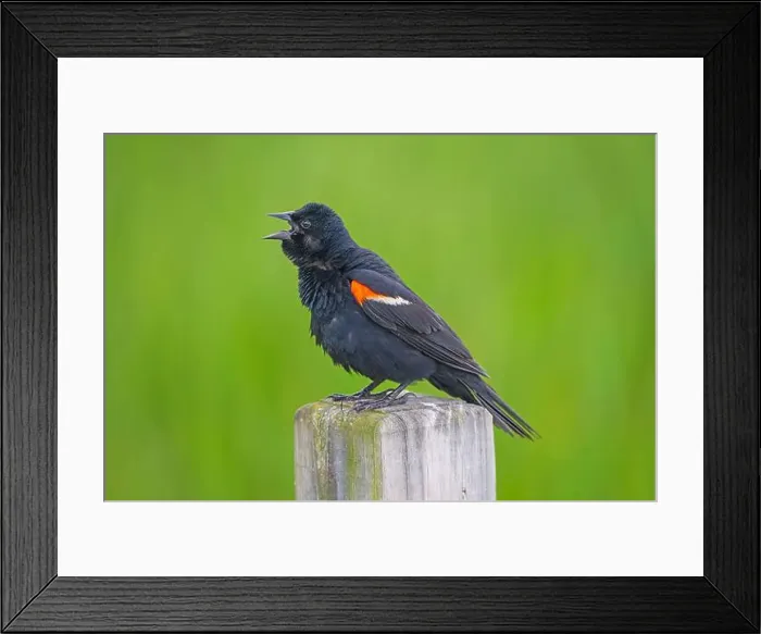 Framed Print : Red winged blackbird Giving a Vigorous Call in the Horicon Marsh in Wisconsin