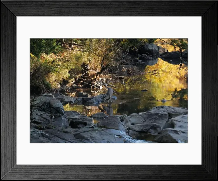 Framed Print : A deer drinking water from a brook in the Adirondacks near Keene Valley Framed Print : A deer drinking water from a brook in the Adirondacks near Keene Valley