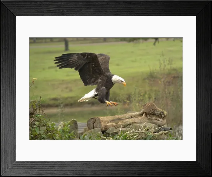 Framed Print : Majestic American Bald Eagle Portrait in the Wild Framed Print : Majestic American Bald Eagle Portrait in the Wild