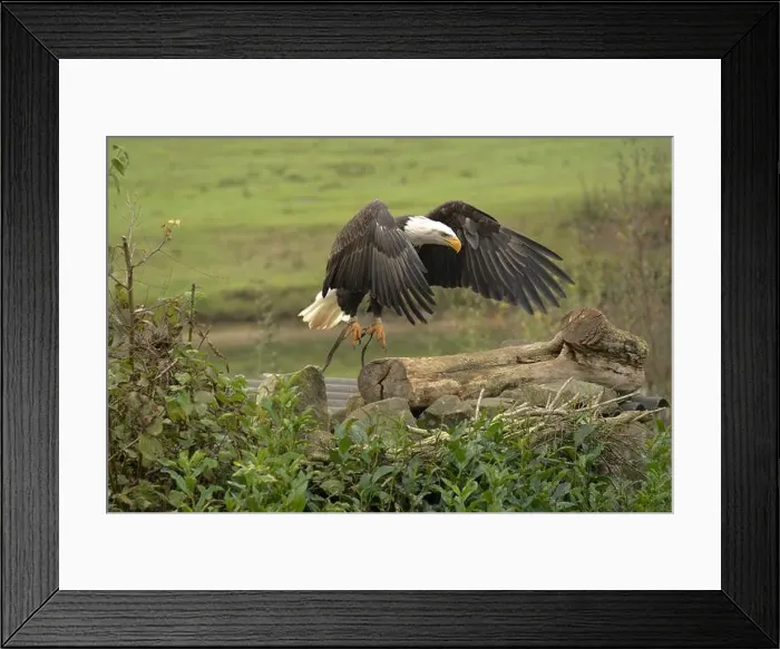 Framed Print : Majestic American Bald Eagle Portrait in the Wild