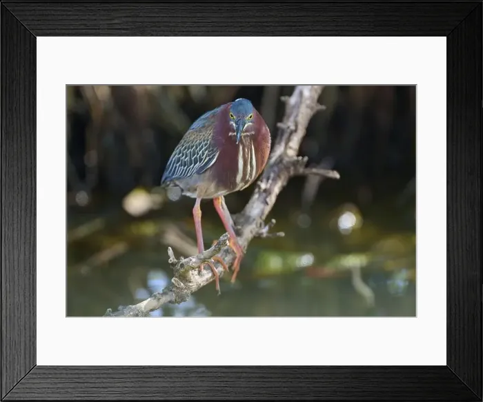 Framed Print : Green heron (Butorides virescens) Framed Print : Green heron (Butorides virescens)