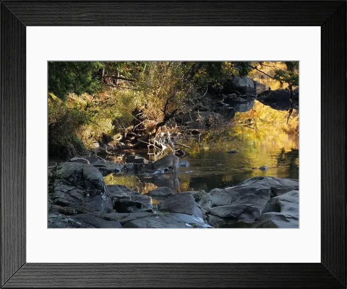 Framed Print : A deer drinking water from a brook in the Adirondacks near Keene Valley Framed Print : A deer drinking water from a brook in the Adirondacks near Keene Valley