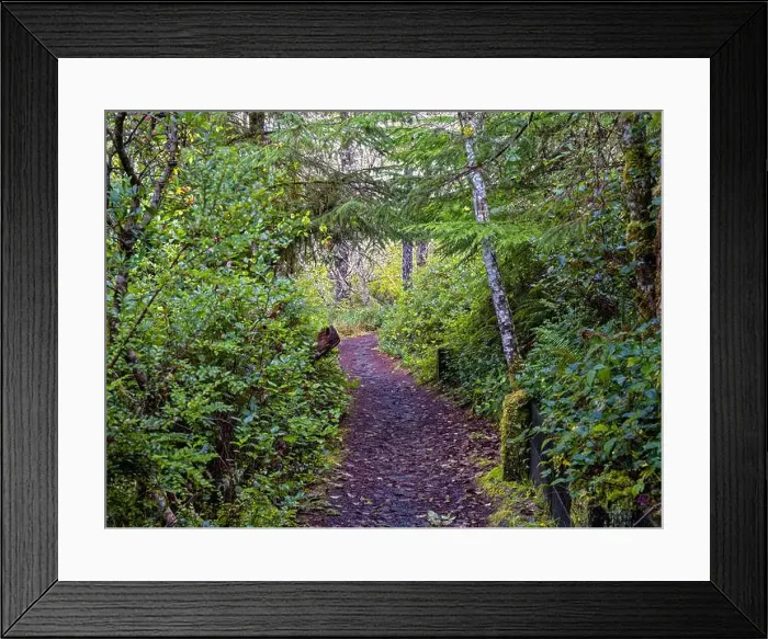 Framed Print : A hiking trail through the woods at Leadbetter Point State Park, Washington, USA Framed Print : A hiking trail through the woods at Leadbetter Point State Park, Washington, USA