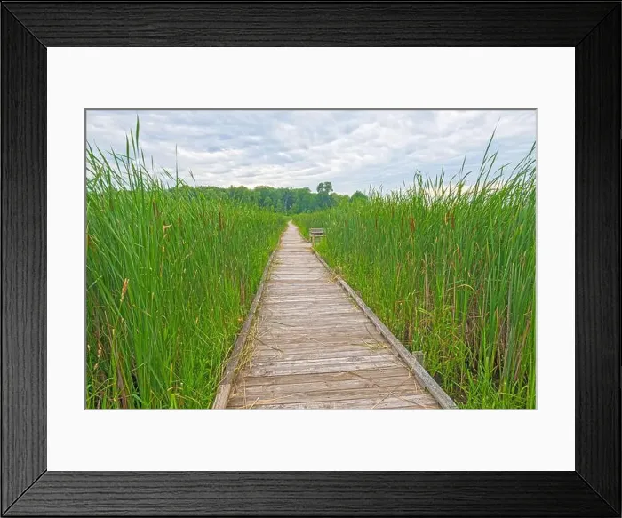 Framed Print : Weathered Boardwalk Through Marsh Grasses in the Horicon Marsh in Wisconsin Framed Print : Weathered Boardwalk Through Marsh Grasses in the Horicon Marsh in Wisconsin