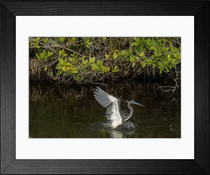 Framed Print : Great Blue Heron, Merritt Island National Wildlife Refuge, Florida Framed Print : Great Blue Heron, Merritt Island National Wildlife Refuge, Florida
