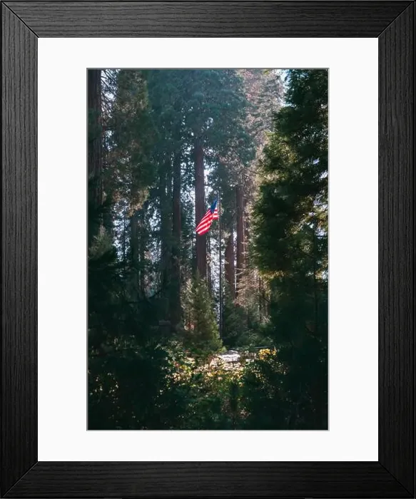 Framed Print : USA flag, Sequoia National Park Framed Print : USA flag, Sequoia National Park