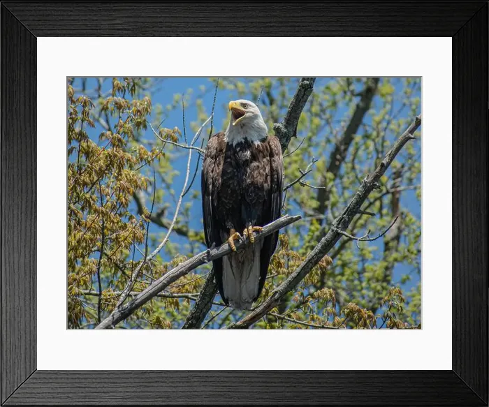Framed Print : bald eagle perched on a branch Framed Print : bald eagle perched on a branch
