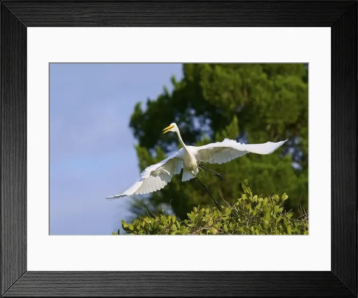 Framed Print : Great Egret (Egretta alba), flying over green trees against the blue sky Framed Print : Great Egret (Egretta alba), flying over green trees against the blue sky