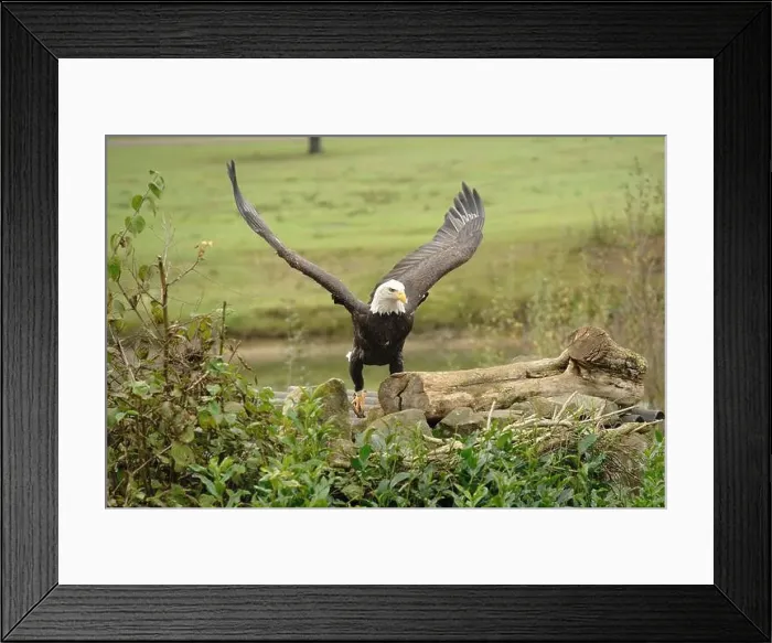 Framed Print : Majestic American Bald Eagle Portrait in the Wild Framed Print : Majestic American Bald Eagle Portrait in the Wild