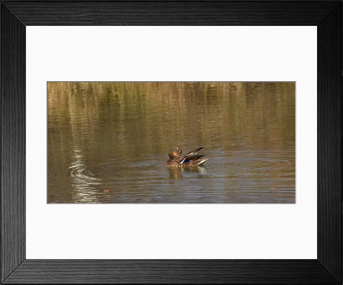 Framed Print : A female mallard duck preening her feathers in a small pond Framed Print : A female mallard duck preening her feathers in a small pond