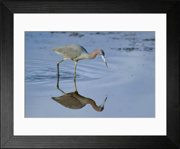 Framed Print : Great Blue Heron (Egretta caerulea), Black Point Wildlife Drive, Titusville, Florida, USA, North America Framed Print : Great Blue Heron (Egretta caerulea), Black Point Wildlife Drive, Titusville, Florida, USA, North America