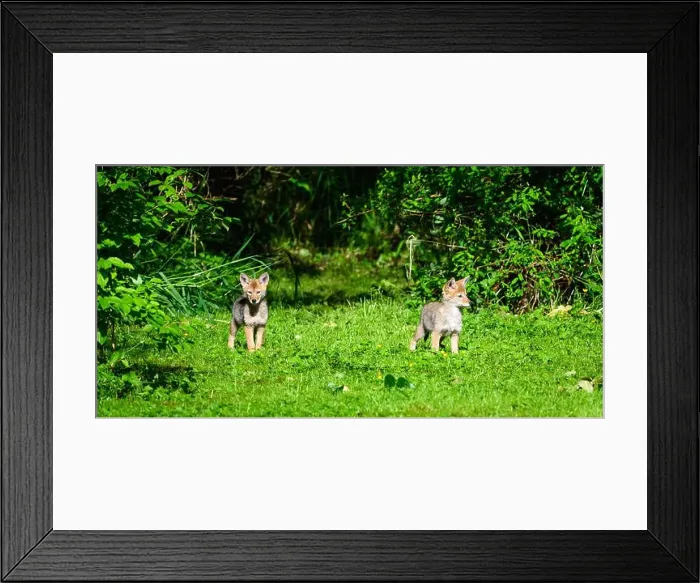 Framed Print : Pair of young coyote pups (Canis latrans) watching on edge of meadow Framed Print : Pair of young coyote pups (Canis latrans) watching on edge of meadow