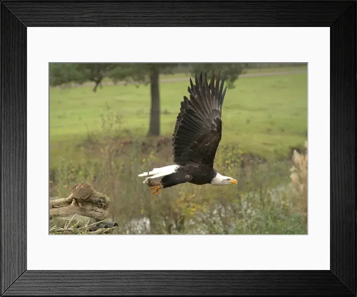 Framed Print : Majestic American Bald Eagle Portrait in the Wild Framed Print : Majestic American Bald Eagle Portrait in the Wild