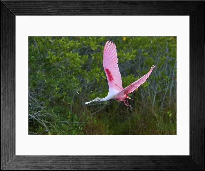 Framed Print : Roseate spoonbill (Ajaja ajaja) Framed Print : Roseate spoonbill (Ajaja ajaja)