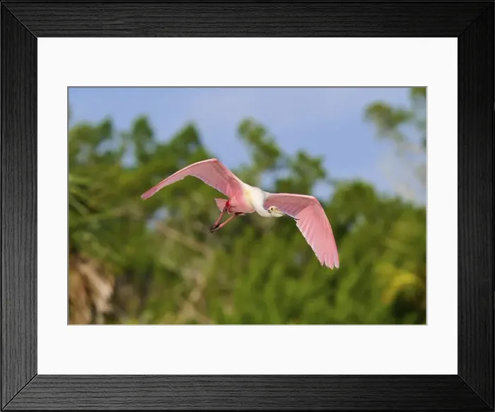 Framed Print : Roseate spoonbill (Ajaja ajaja) Framed Print : Roseate spoonbill (Ajaja ajaja)