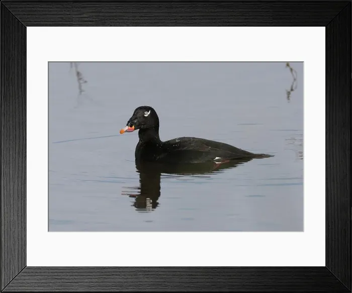 Framed Print : Adult male White-winged Scoter (Melanitta deglandi) on water Framed Print : Adult male White-winged Scoter (Melanitta deglandi) on water