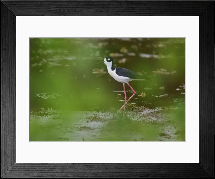 Framed Print : Black-necked Stilt (Himantopus mexicanus), Wakodahatchee Wetlands, Delray Beach, Florida, USA, North America Framed Print : Black-necked Stilt (Himantopus mexicanus), Wakodahatchee Wetlands, Delray Beach, Florida, USA, North America