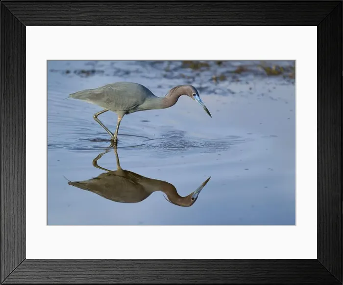 Framed Print : Great Blue Heron (Egretta caerulea), Black Point Wildlife Drive, Titusville, Florida, USA, North America Framed Print : Great Blue Heron (Egretta caerulea), Black Point Wildlife Drive, Titusville, Florida, USA, North America