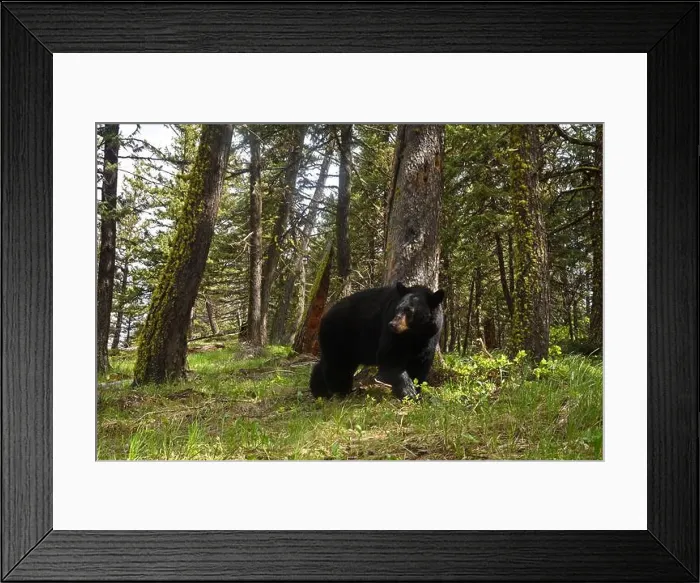 Framed Print : Black bear (Ursus americanus) in a Douglas Fir forest Framed Print : Black bear (Ursus americanus) in a Douglas Fir forest