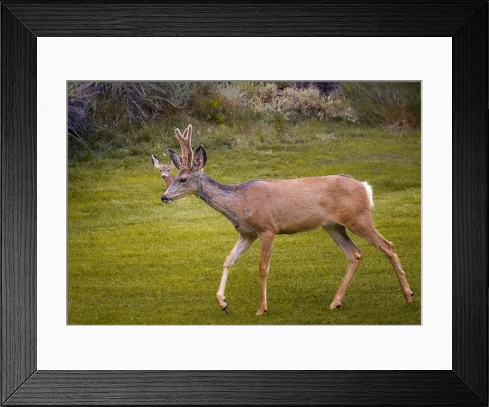 Framed Print : Mule deer walks on the lawn. Capitol Reef National Park, Utah, USA Framed Print : Mule deer walks on the lawn. Capitol Reef National Park, Utah, USA