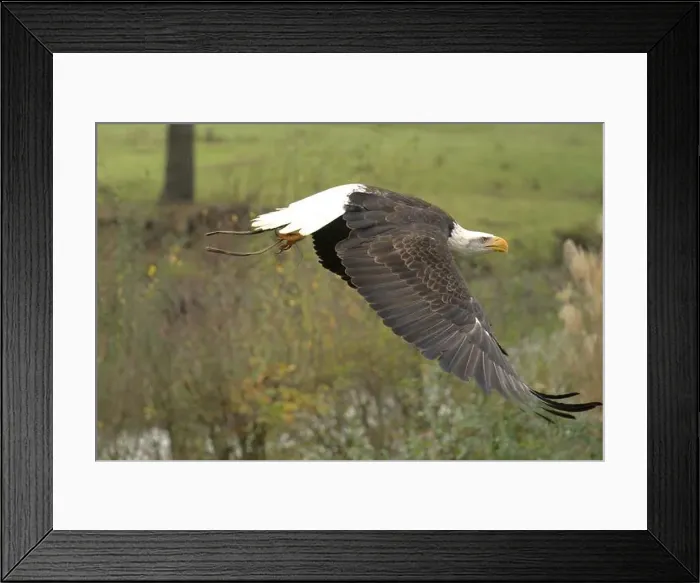 Framed Print : Majestic American Bald Eagle Portrait in the Wild Framed Print : Majestic American Bald Eagle Portrait in the Wild