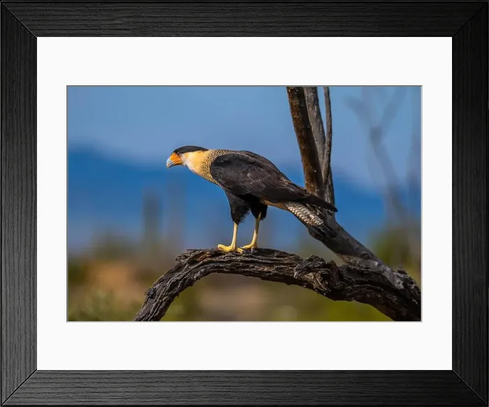 Framed Print : A Northern Crested Caracara in Tucson, Arizona Framed Print : A Northern Crested Caracara in Tucson, Arizona
