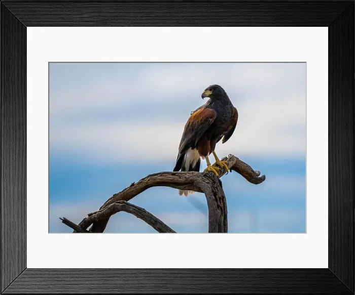 Framed Print : A dark brown Harris Hawk in Tucson, Arizona Framed Print : A dark brown Harris Hawk in Tucson, Arizona