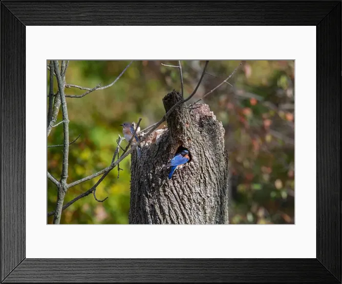 Framed Print : A pair of bluebirds sit outside their nest Framed Print : A pair of bluebirds sit outside their nest