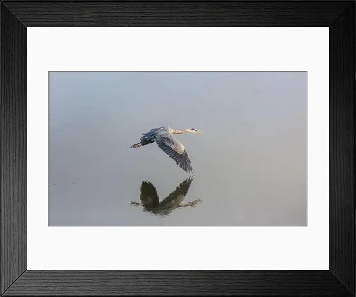 Framed Print : Heron Framed Print : Heron