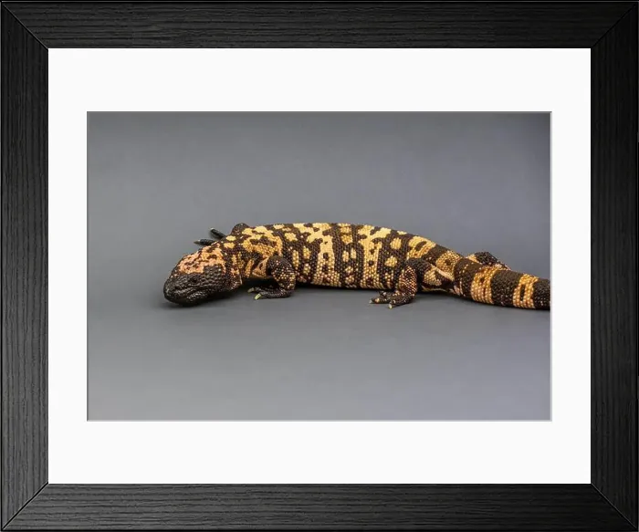Framed Print : A Gila Monster in Tucson, Arizona Framed Print : A Gila Monster in Tucson, Arizona