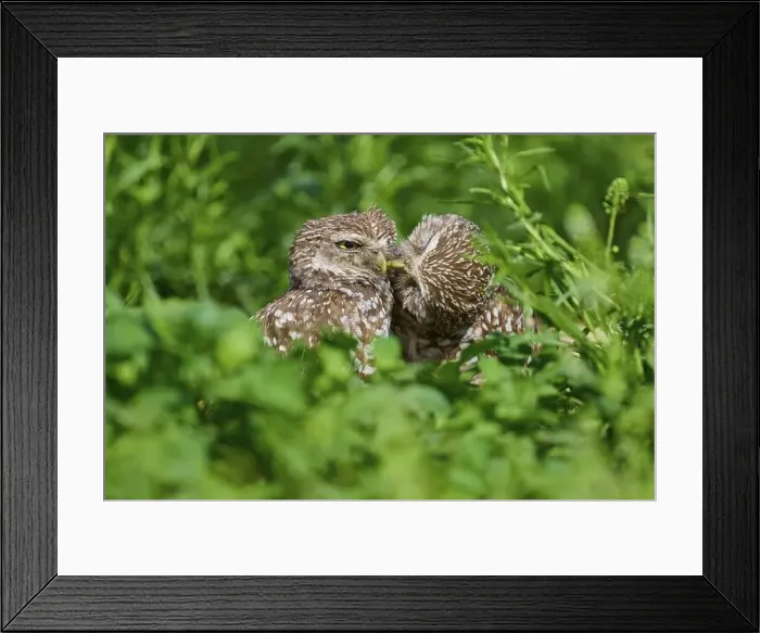 Framed Print : Two burrowing owls (Speotyto cunicularia) sitting together in the meadow and cuddling Framed Print : Two burrowing owls (Speotyto cunicularia) sitting together in the meadow and cuddling