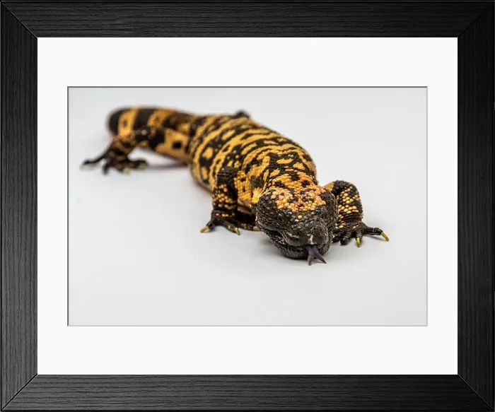 Framed Print : A Gila Monster in Tucson, Arizona Framed Print : A Gila Monster in Tucson, Arizona