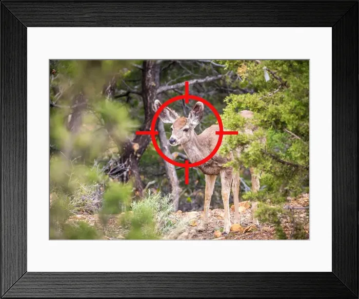 Framed Print : Aiming on young deer hunting. The sight and target is aimed at the deer Framed Print : Aiming on young deer hunting. The sight and target is aimed at the deer