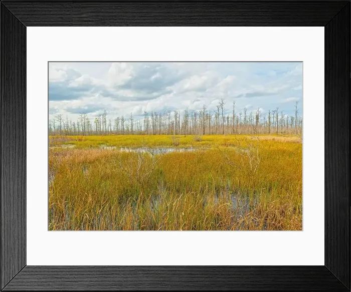 Framed Print : Marshland Grasses In Front of a Cyress Stand in Okefenokee National Wildlife Refuge in Georgia Framed Print : Marshland Grasses In Front of a Cyress Stand in Okefenokee National Wildlife Refuge in Georgia