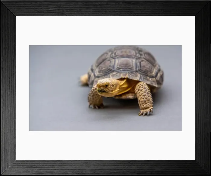 Framed Print : A Desert Tortoise in Tucson, Arizona Framed Print : A Desert Tortoise in Tucson, Arizona
