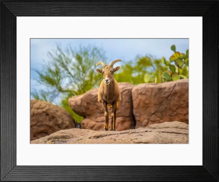 Framed Print : A Bighorn Sheep in the field of Tucson, Arizona Framed Print : A Bighorn Sheep in the field of Tucson, Arizona